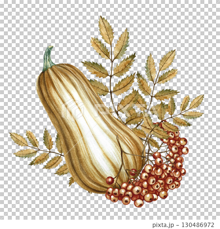 Autumn composition with pumpkin and mountain ash. Hand-drawn watercolor illustration. For greeting and invitation cards, posters and prints. For packaging and labels, autumn holidays design and more. Autumn composition with pumpkin and mountain ash. Hand-drawn watercolor illustration. For greeting and invitation cards, posters and prints. For packaging and labels, autumn holidays design and more. 130486972