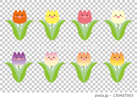 一組色彩鮮豔的可愛鬱金香 130487003