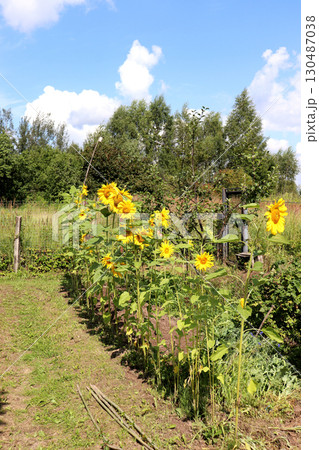 Row of sunflower flowers on a sunny summer day against a fence 130487038