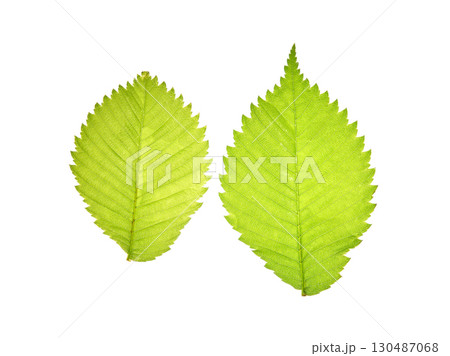 Close-up of two bright green elm leaves with serrated edges on white background Close-up of two bright green elm leaves with serrated edges on white background 130487068