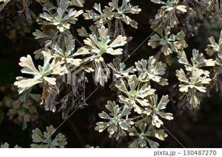 モクビャッコウ（キク科）常緑低木 130487270