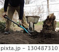 side view of man uprooting old tree stump in private house yard with shovel, manual removal of old tree stump with roots from soil in garden with digging with shovel 130487310