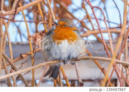 Cute bird the European Robin, Erithacus rubecula. sitting on the tree branch in winter. Cute bird the European Robin, Erithacus rubecula. sitting on the tree branch in winter. 130487867
