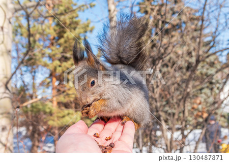 Squirrel eats nuts from a man's hand. Caring for animals in winter or autumn. 130487871