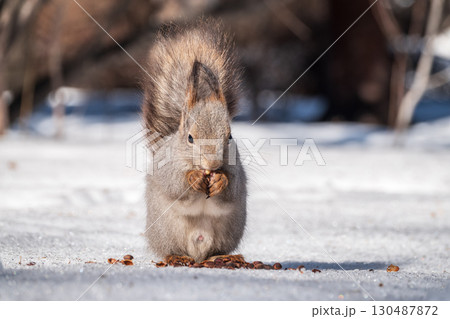 The squirrel in winter sits on white snow. 130487872
