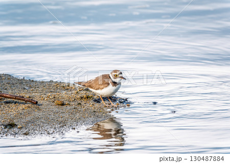 Little ringed plover (Charadrius dubius), bird standing on the lake shore 130487884