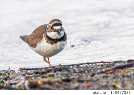 Little ringed plover (Charadrius dubius), bird standing on the lake shore Little ringed plover (Charadrius dubius), bird standing on the lake shore 130487888