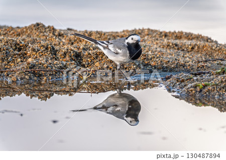 Wagtail sits on the ground with a beautiful blurred background. 130487894