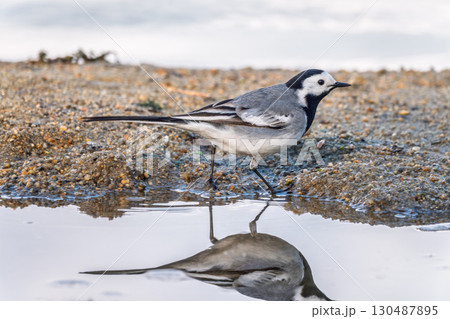 Wagtail sits on the ground with a beautiful blurred background. Wagtail sits on the ground with a beautiful blurred background. 130487895