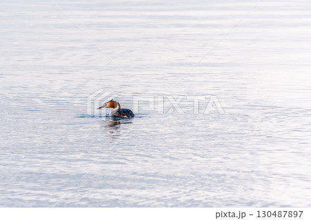 The waterfowl bird Great Crested Grebe swimming in the calm lake 130487897