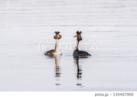 Mating games of two water birds Great Crested Grebes. Two waterfowl birds Great Crested Grebes swim in the lake with heart shaped silhouette 130487900