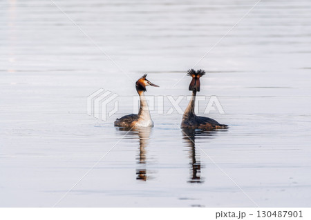 Mating games of two water birds Great Crested Grebes. Two waterfowl birds Great Crested Grebes swim in the lake with heart shaped silhouette 130487901