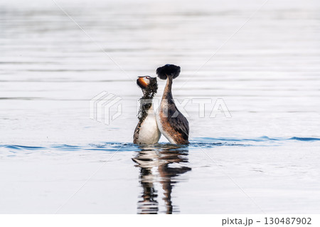 Mating games of two water birds Great Crested Grebes. Two waterfowl birds Great Crested Grebes swim in the lake with heart shaped silhouette 130487902