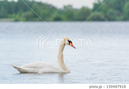 Graceful white Swan swimming in the lake, swans in the wild. Portrait of a white swan swimming on a lake. Graceful white Swan swimming in the lake, swans in the wild. Portrait of a white swan swimming on a lake. 130487918