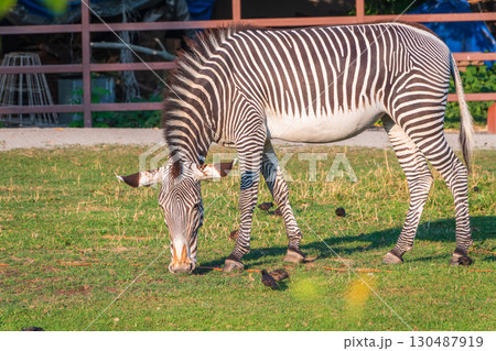 Grevy's zebra, lat Equus grevyi, also known as the imperial zebra eats green grass. Grevy's zebra, lat Equus grevyi, also known as the imperial zebra eats green grass. 130487919