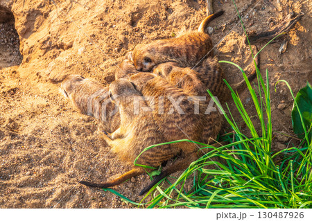 A group of cute meerkats. Meerkat Family are sunbathing. 130487926