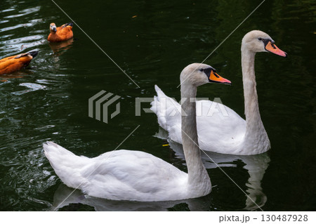 Two Graceful white Swans swimming in the lake, swans in the wild 130487928