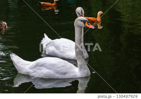 Two Graceful white Swans swimming in the lake, swans in the wild Two Graceful white Swans swimming in the lake, swans in the wild 130487929