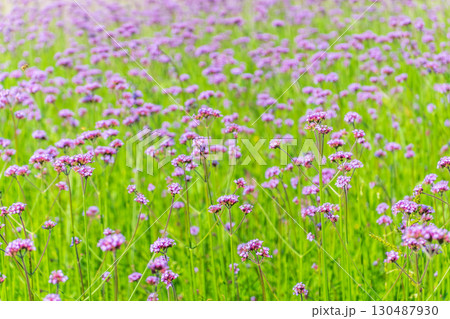Verbena bonariensis flowers, Argentinian Vervain or Purpletop Vervain, Clustertop Vervain, Tall Verbena, Pretty Verbena, in garden Verbena bonariensis flowers, Argentinian Vervain or Purpletop Vervain, Clustertop Vervain, Tall Verbena, Pretty Verbena, in garden 130487930