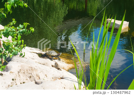 turtle resting on the bank of a lake 130487962
