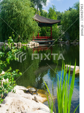 turtle resting on the bank of a pond in chinese garden, oriental pavilion in the background 130487963