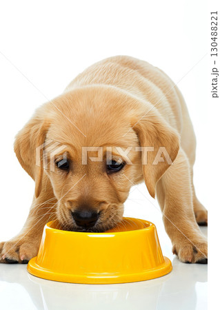 pet dog eating food from bowl dish isolated on background. ai generated 130488221