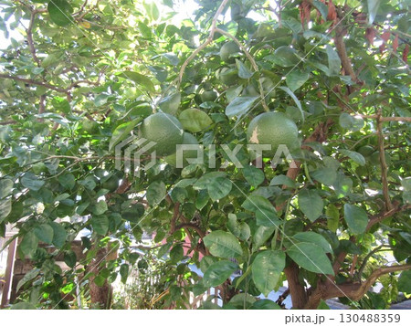 今年も沢山なったまだまだ未熟なカボスの実 今年も沢山なったまだまだ未熟なカボスの実 130488359
