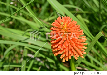 トリトマ(ツルボラン科)クニフォフィア属 トリトマ(ツルボラン科)クニフォフィア属 130488362