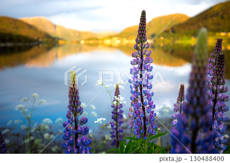 Nature Norway Beautiful field of purple lupinus flowers with a lake in the background 130488400