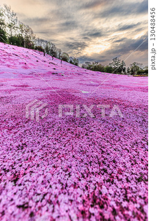 春爛漫、芝桜の丘 130488456
