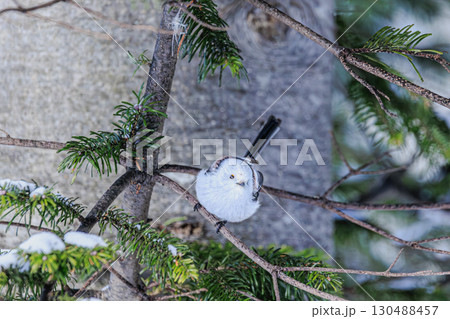 雪景色に佇むシマエナガ 130488457