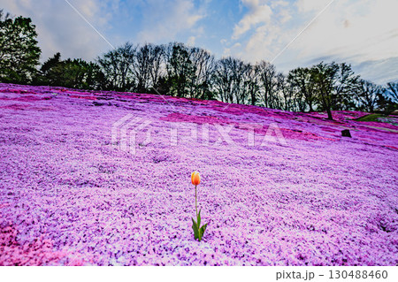 芝桜の丘とたたずむ孤高のチューリップ 130488460