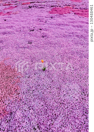 広がる芝桜の中に咲いたチューリップ 広がる芝桜の中に咲いたチューリップ 130488461