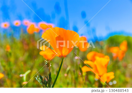 Poppies poppy flowers in orange at California spring fields Poppies poppy flowers in orange at California spring fields 130488543