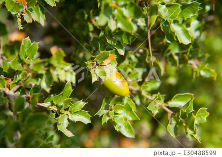 Mediterranean oak acorns macro detail 130488599