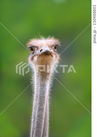 ostrich bird head and neck front portrait 130488601