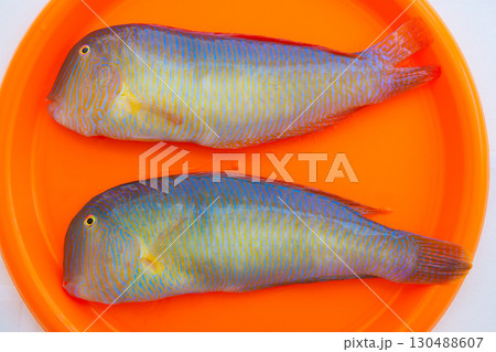 Fish Xyrichthys novacula also called Raor pearly razorfish Fish Xyrichthys novacula also called Raor pearly razorfish 130488607