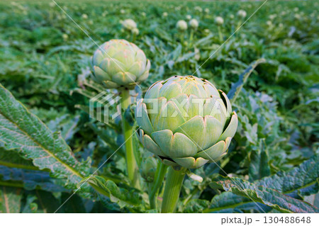 Artichokes field in Murcia Ameria region Spain Artichokes field in Murcia Ameria region Spain 130488648