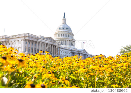 Capitol building Washington DC daisy flowers USA Capitol building Washington DC daisy flowers USA 130488662