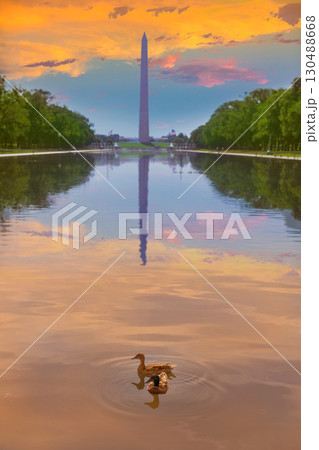 Washington Monument sunrise ducks and pool Washington Monument sunrise ducks and pool 130488668