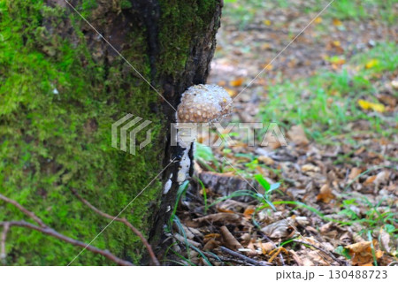 北海道オンネトー周辺に生えるきのこ 130488723