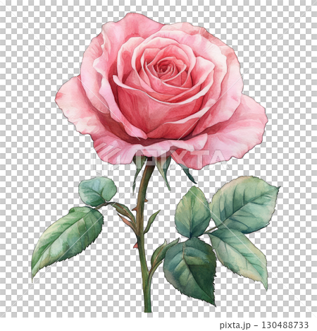 A beautiful pink rose in full bloom, showcasing delicate petals and vibrant green leaves. 130488733