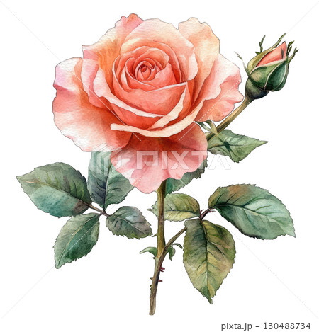 A beautiful pink rose with green leaves, symbolizing love and elegance. 130488734