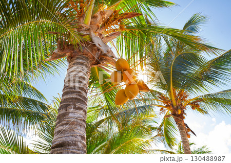 Tropical coconut palm trees in Caribbean Tropical coconut palm trees in Caribbean 130488987