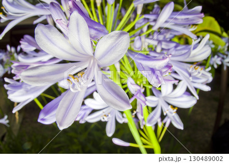 アガパンサス（紫君子蘭）の花が咲いています。学名はAgapanthusです。 130489002