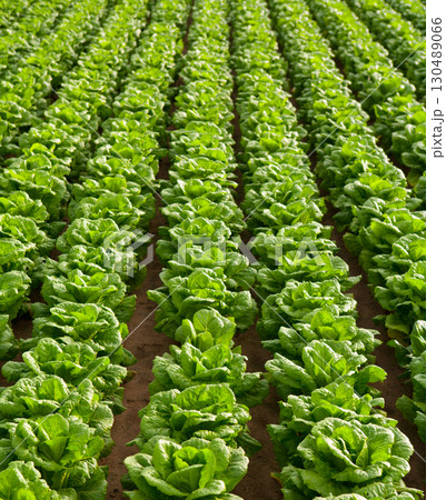 cabbage field lines in a row in Valencia spain cabbage field lines in a row in Valencia spain 130489066