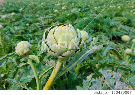 Artichokes field in Murcia Ameria region Spain Artichokes field in Murcia Ameria region Spain 130489097