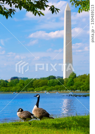 Washington Monument and Tidal Basin ducks DC 130489113