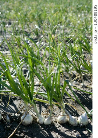 Agriculture in Spain, onion fields 130489195