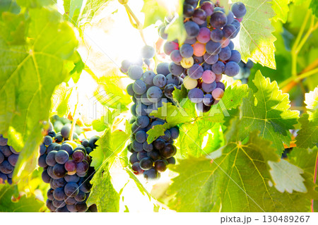 Bobal Wine grapes in vineyard raw ready for harvest 130489267